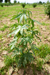 Organic cotton plant