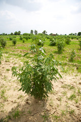 Fototapeta na wymiar Organic cotton plant