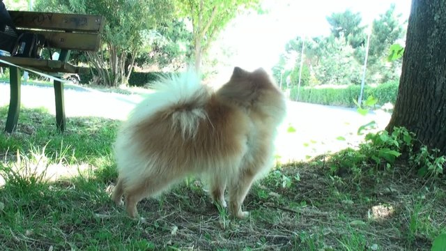cagnolino al guinzaglio