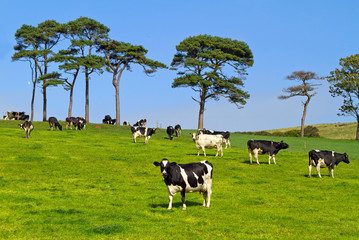 Idyllic meadow with black and white cows