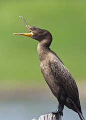 Double Crested Cormorant