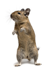 standing degu