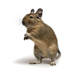 standing degu