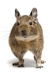 degu