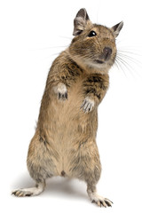 standing degu