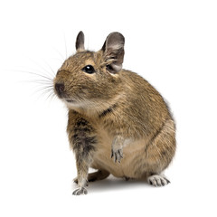 degu