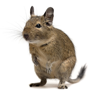 funny degu