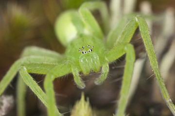 micrommata virescens, green huntsman spider
