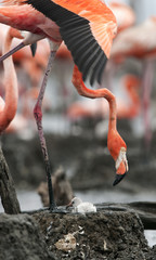 Baby bird of the Caribbean flamingo.