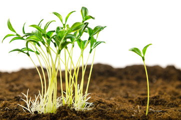 Green seedlings in new life concept