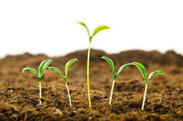Green seedlings in new life concept