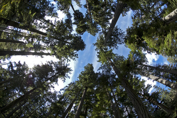 Fototapeta premium Trees and sky