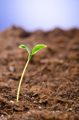 Green seedlings in new life concept