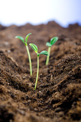 Green seedlings in new life concept