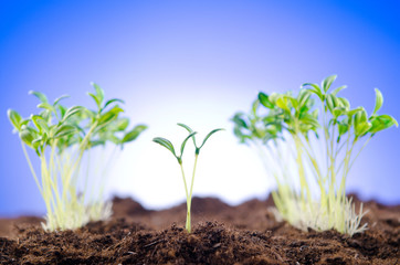 Green seedlings in new life concept
