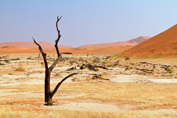Toter Baum in der Namibwüste, Namibia