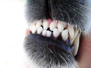 Hundegebiss 6
