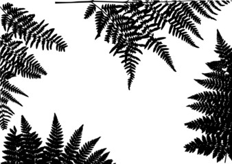 black fern frame composition