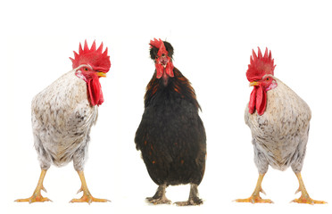 white cock