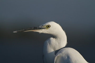aigrette garzette