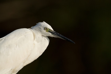 aigrette garzette