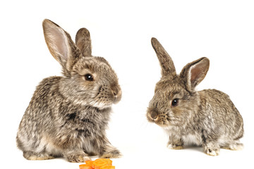 grey  rabbit