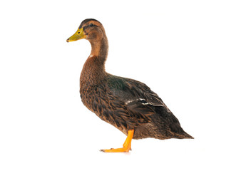 duck