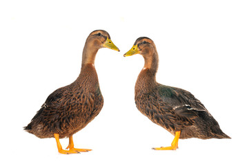 ducks