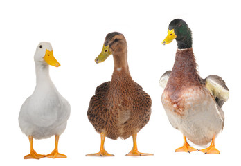 ducks