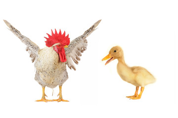 cock