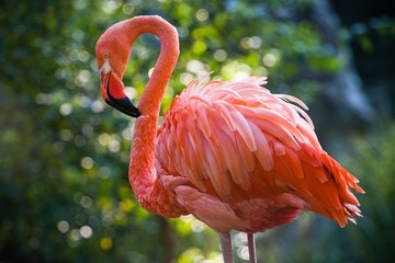 pink flamingo