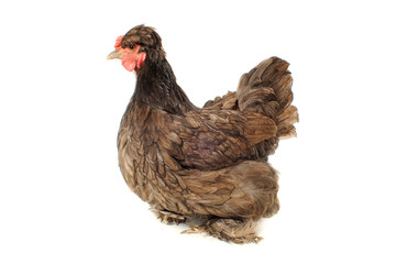 thoroughbred hen