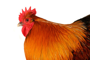 thoroughbred brown cock