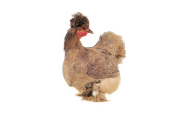 thoroughbred hen