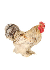 white cock