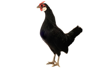 thoroughbred hen