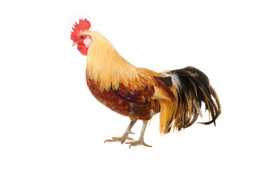 thoroughbred brown cock