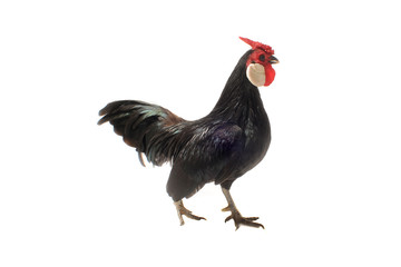 thoroughbred brown cock