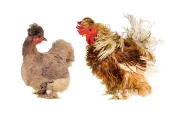 thoroughbred hens