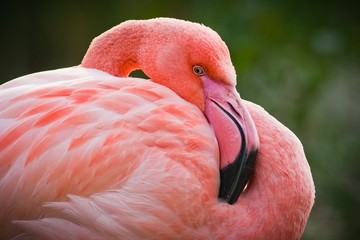 Fototapeta premium pink flamingo