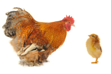 cocks