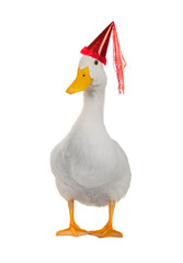 duck white