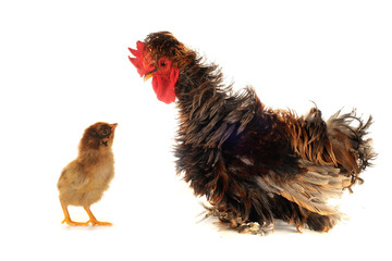 cocks