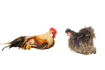 cock and  hen