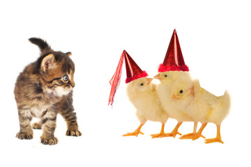 Kitten and chicks