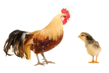 brown cocks