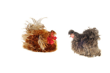 cock and  hen