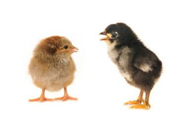 chick.