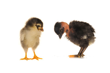 Two chick.