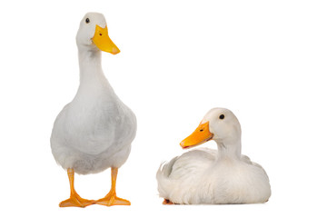 two  duck